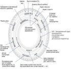 Маркировка шин